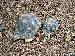 tortues