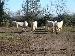 camargue