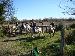 camargue11