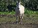 camargue2