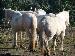 camargue3