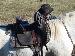 camargue selle